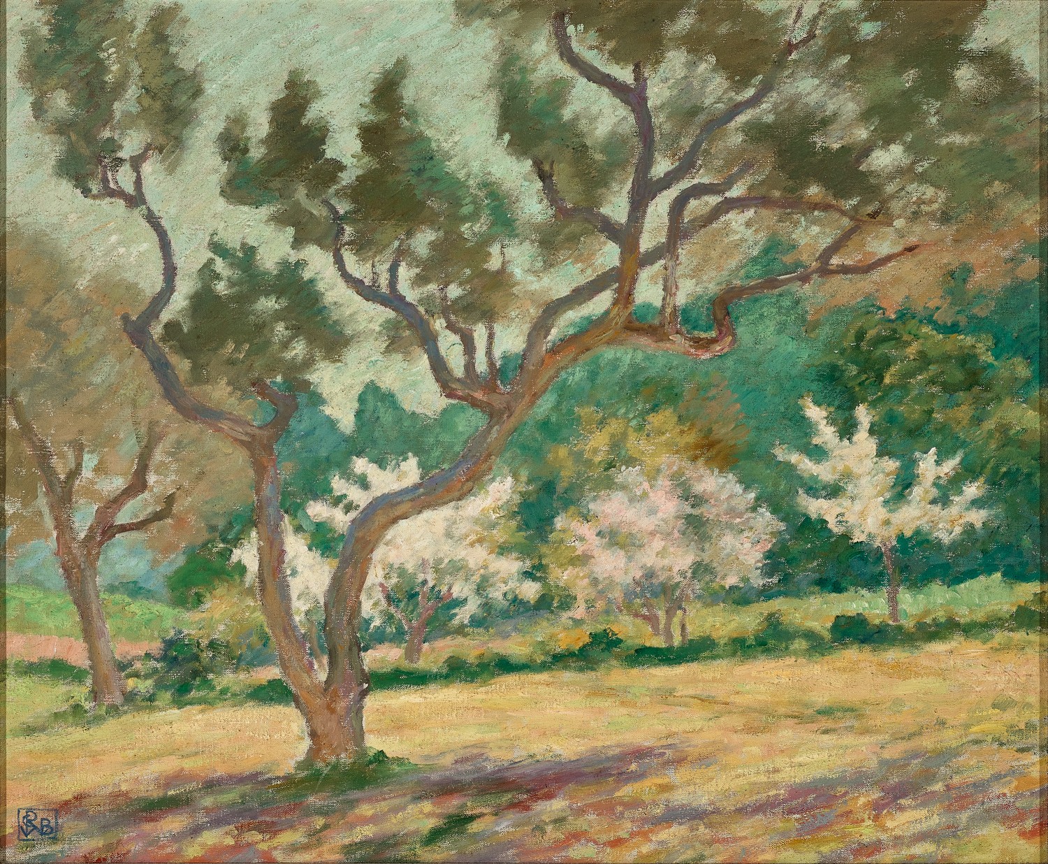 Orchard in springtime