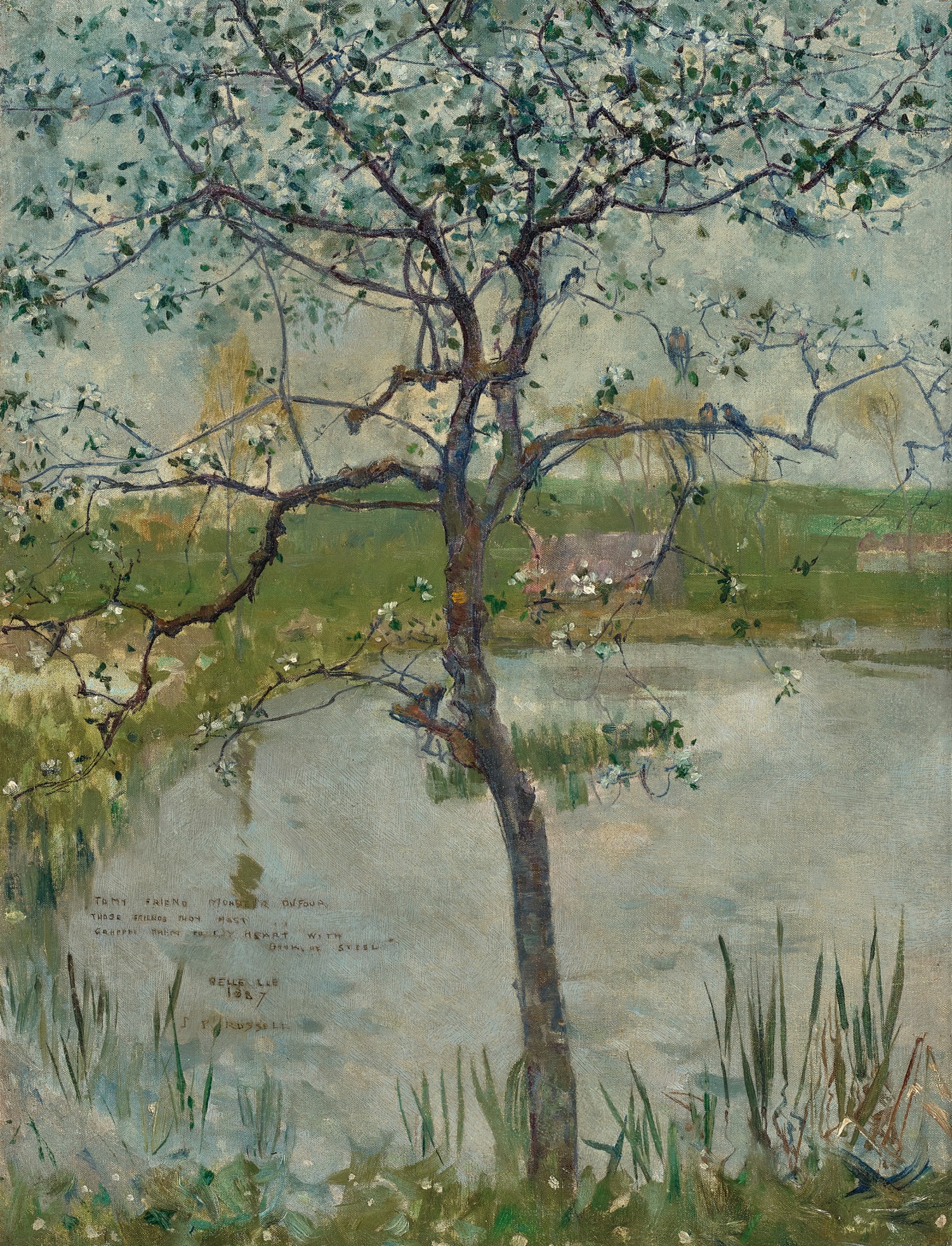 A BLOSSOM TREE, BELLE-ÎLE