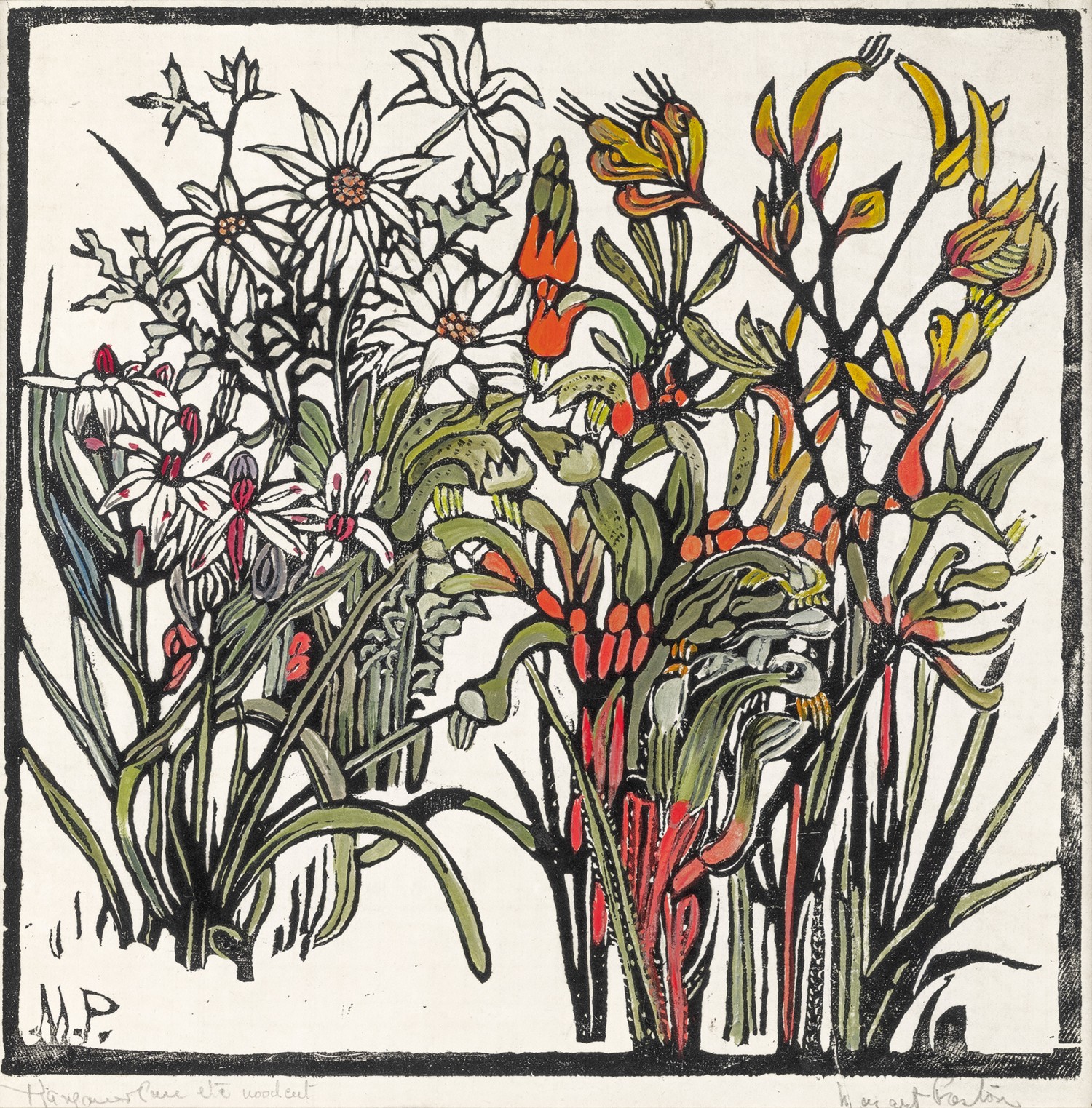 KANGAROO PAW ETC