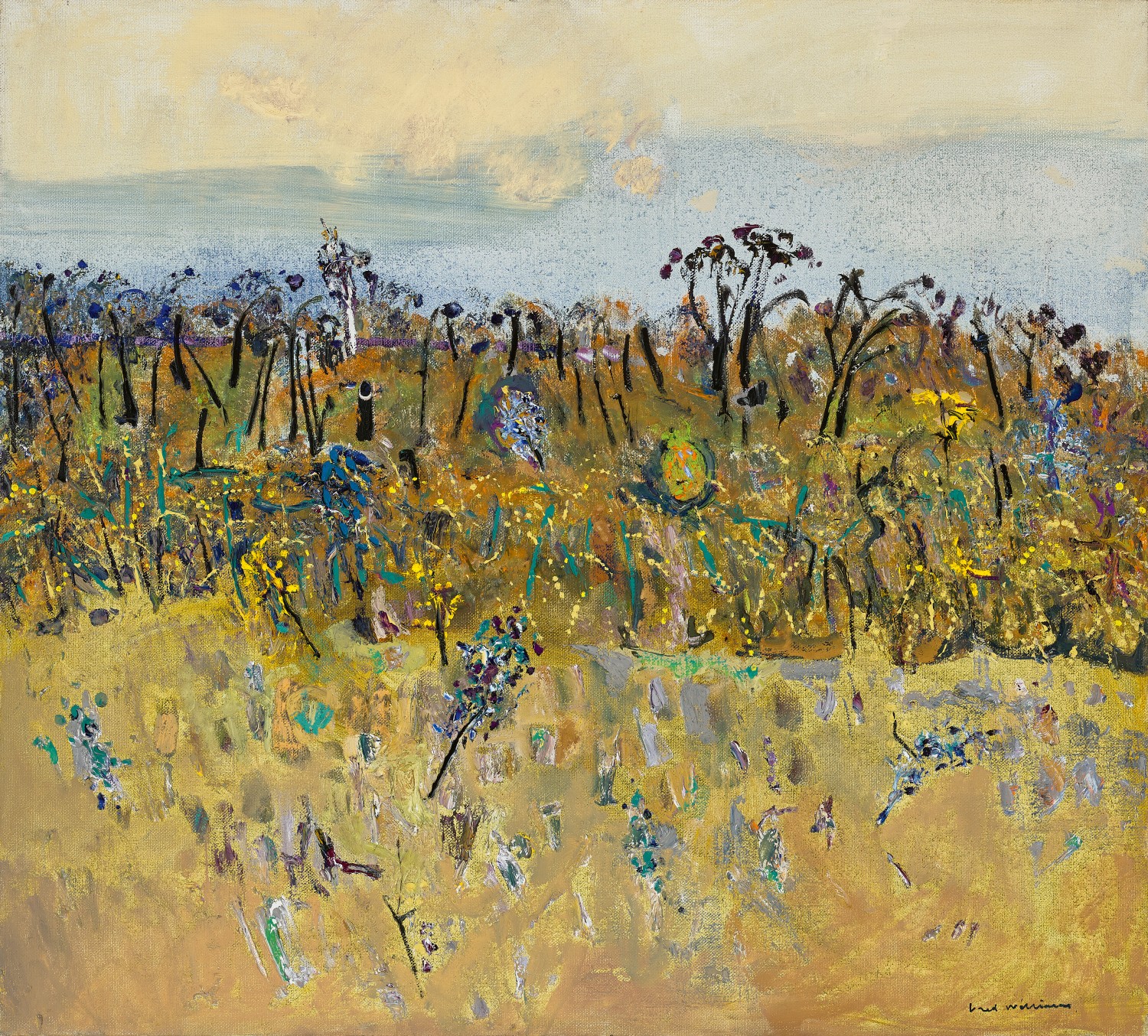 COOTAMUNDRA WATTLES – BOTANIST’S GARDEN
