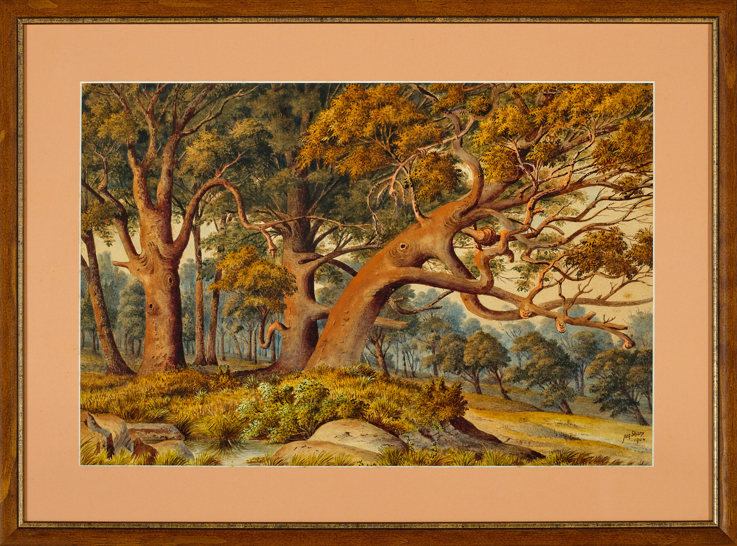 Native bush landscape