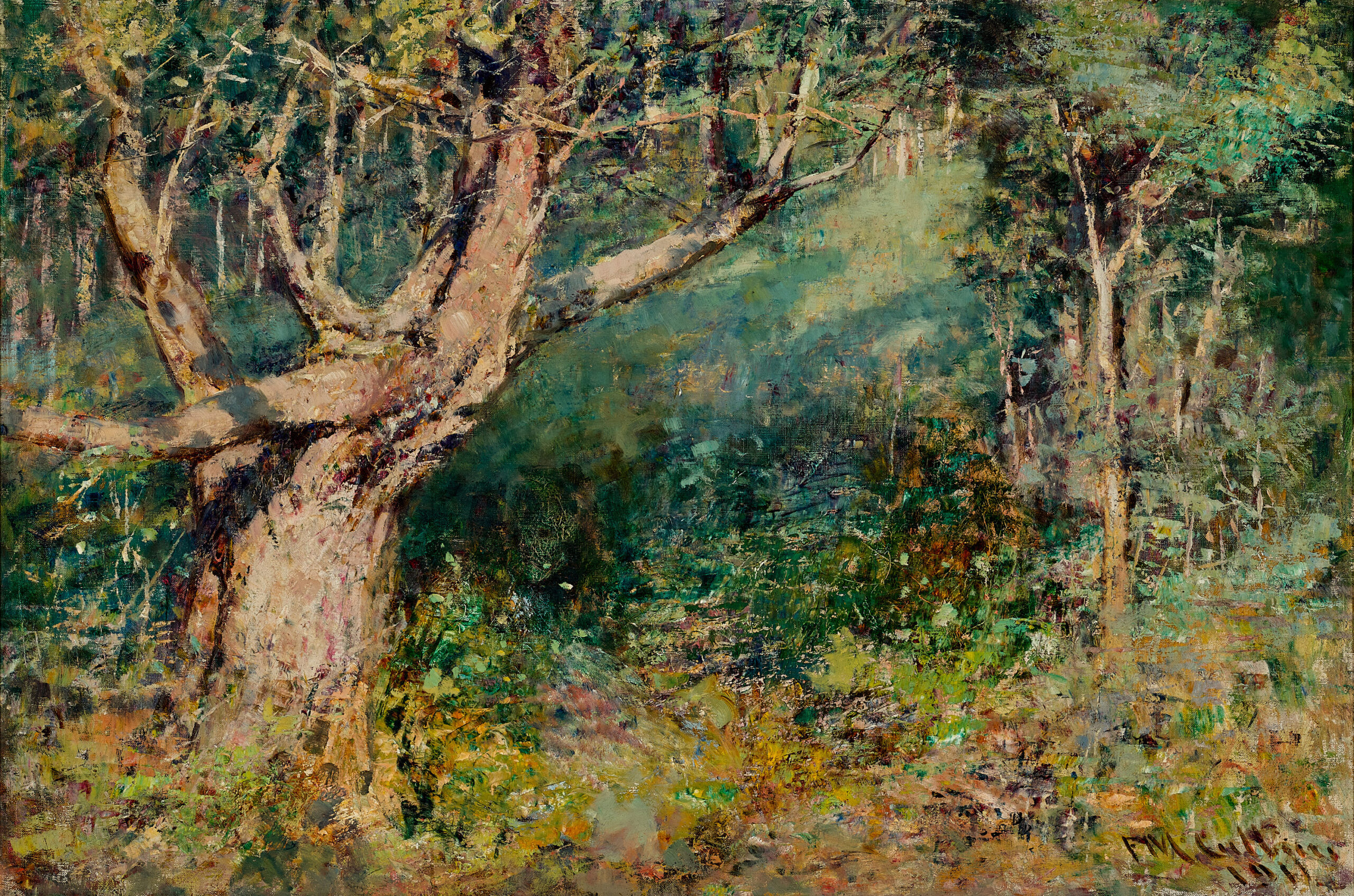 The Blackwood tree