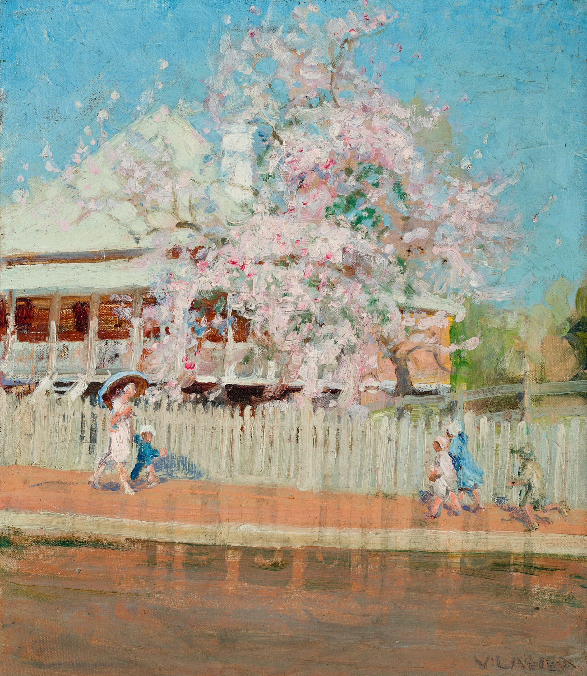 Bauhinia in bloom, Brisbane