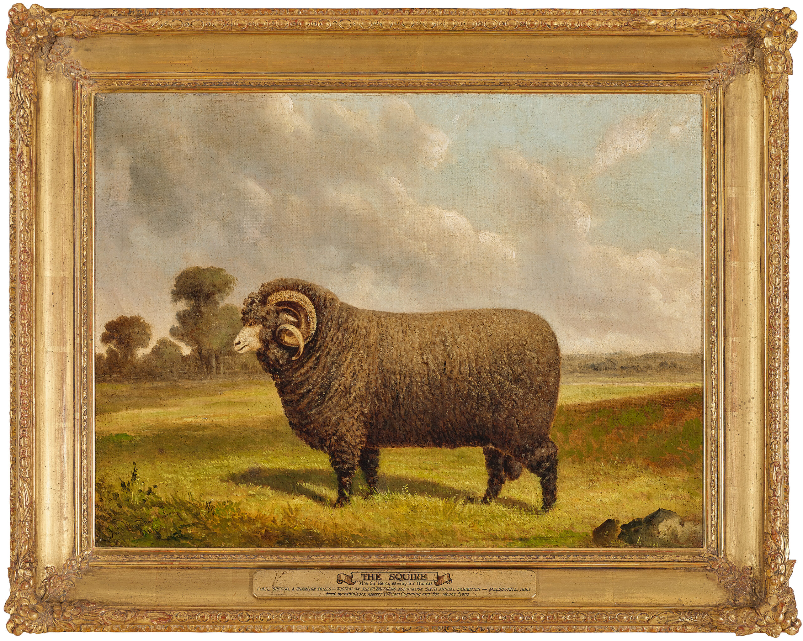 The Squire – a champion merino ram in a landscape, Mount Fyans