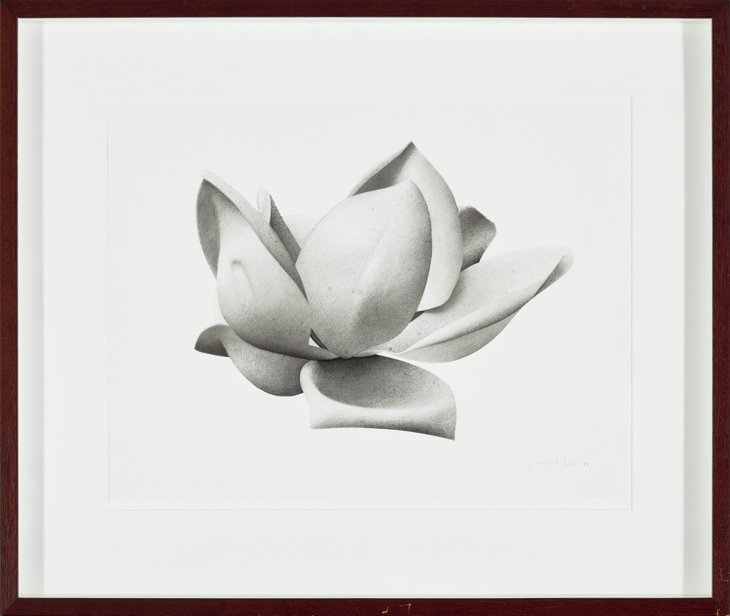 MAGNOLIA III (GRANDIFLORA)