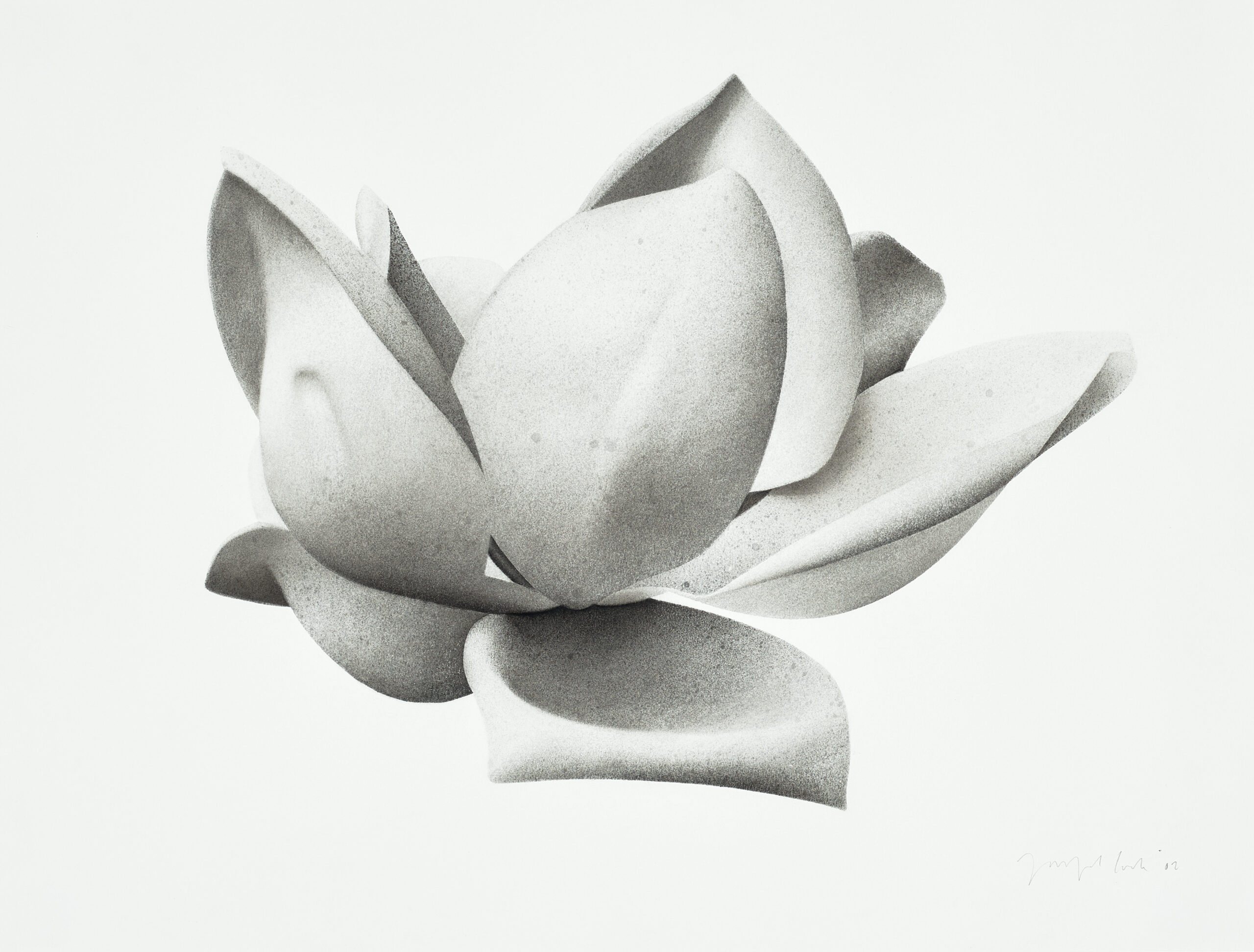 MAGNOLIA III (GRANDIFLORA)
