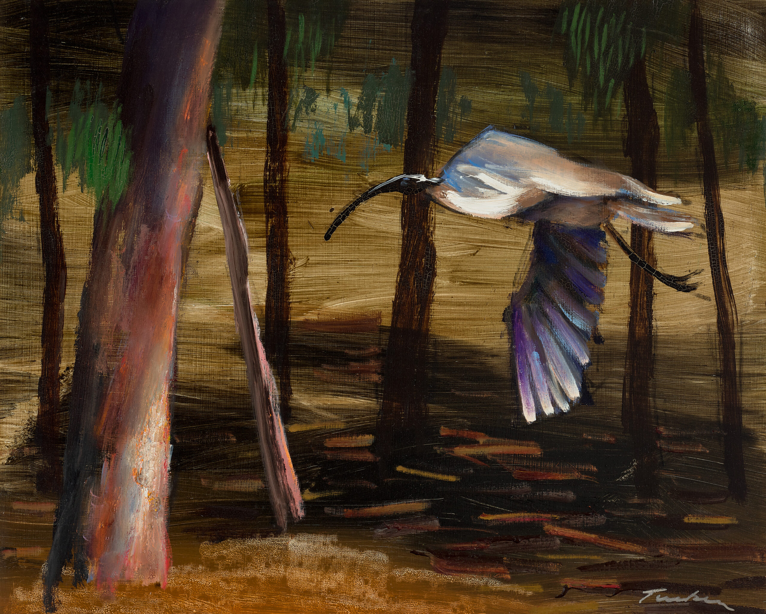 IBIS IN FLIGHT