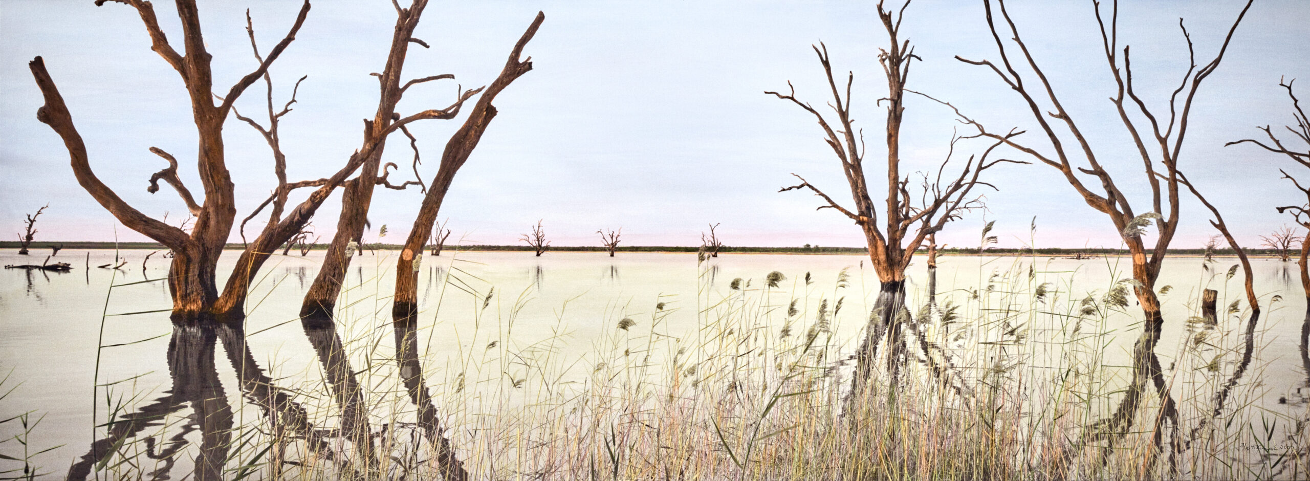 NOOKAMKA RUSHES, LAKE BONNEY