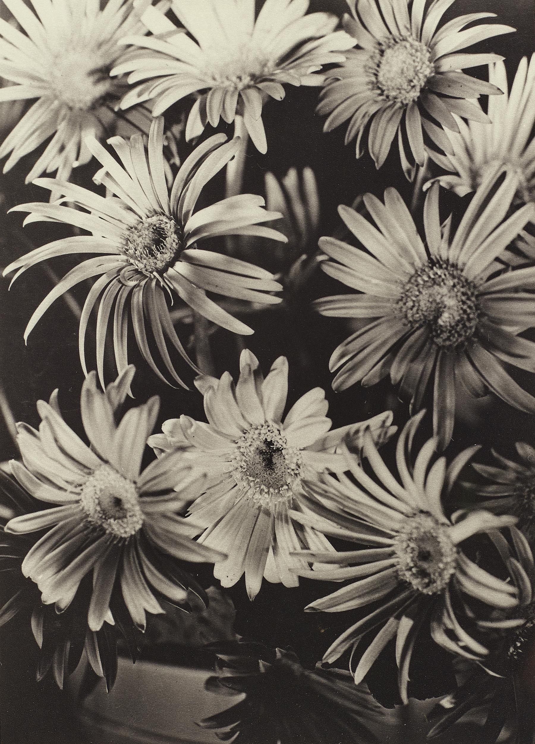 GERBERAS