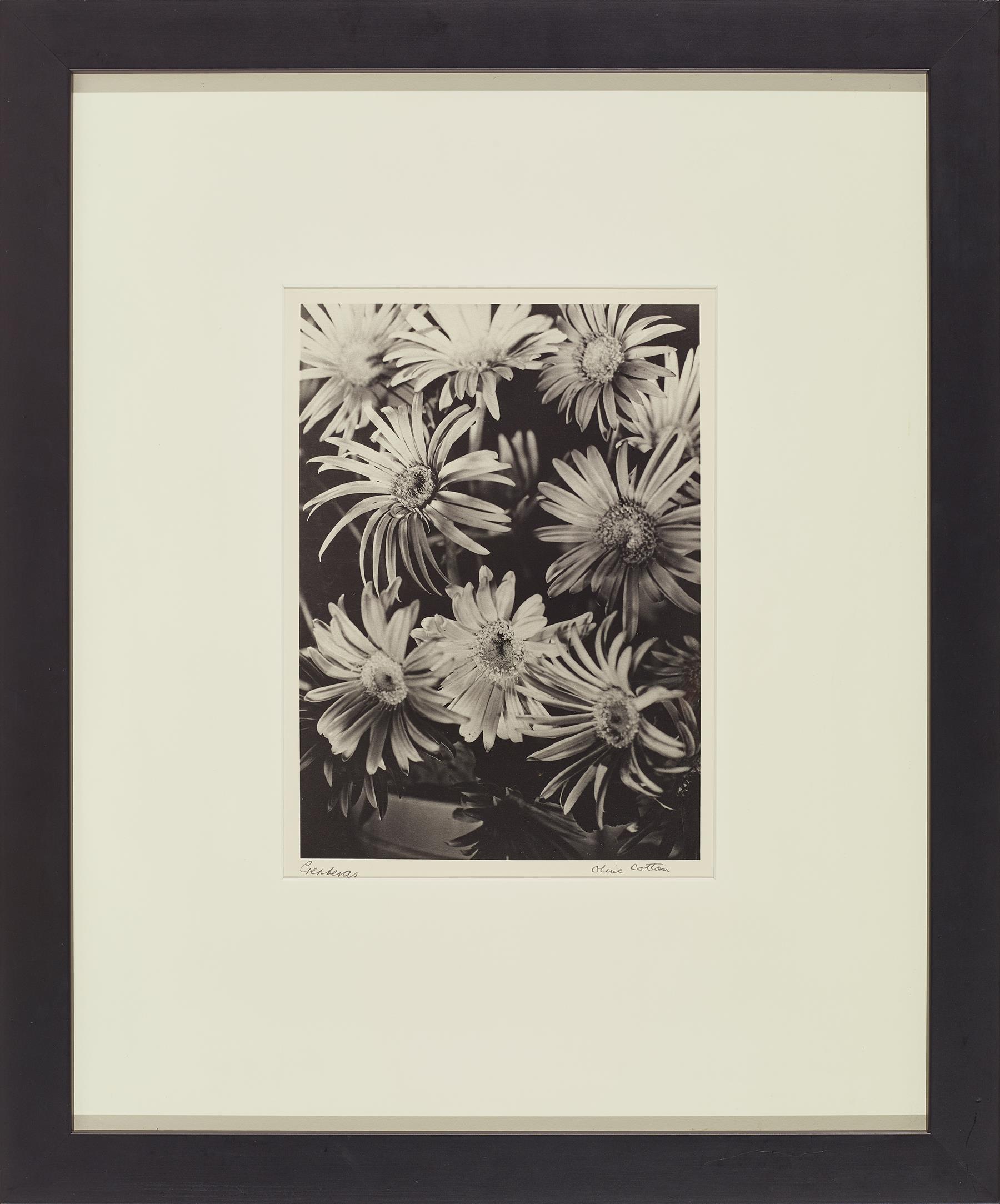 GERBERAS