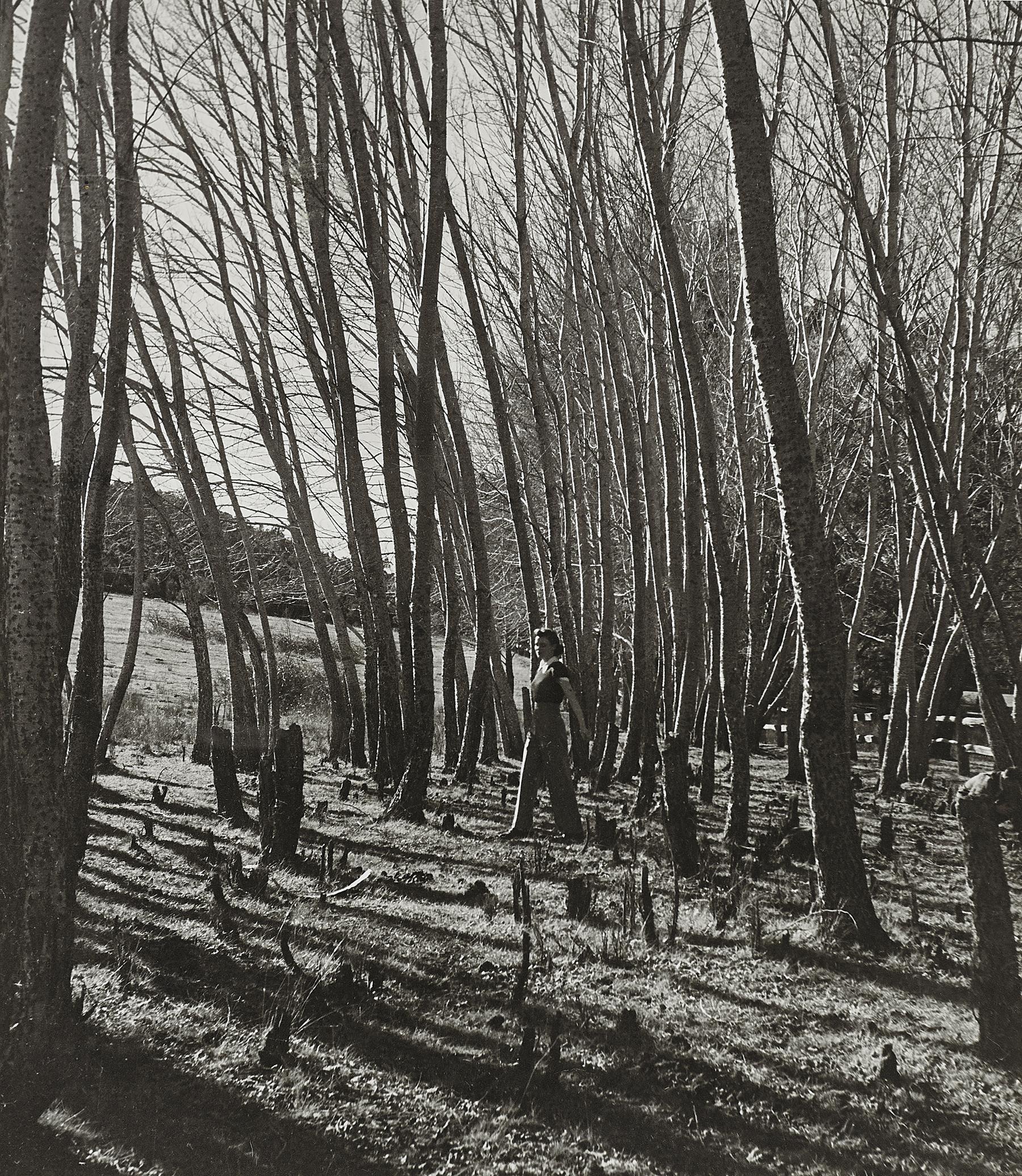 AMONG THE BEECHES