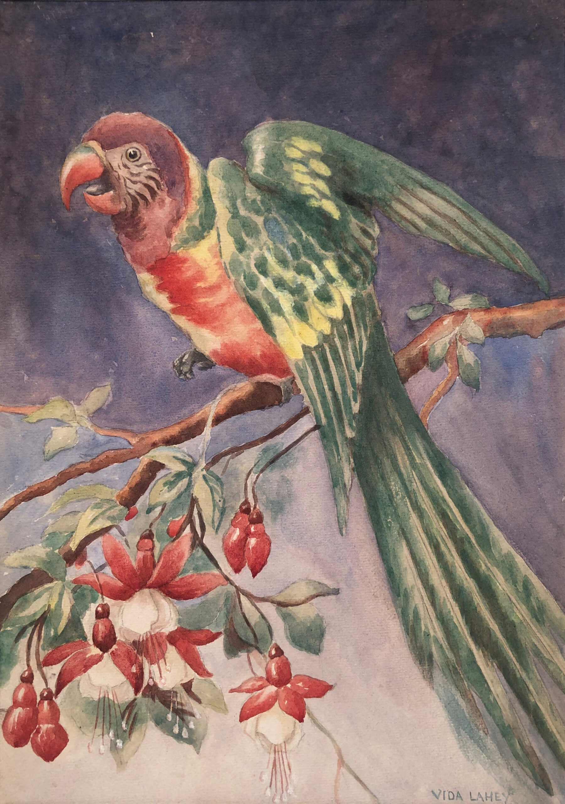 ROSELLA ON A FUSCHIA BRANCH
