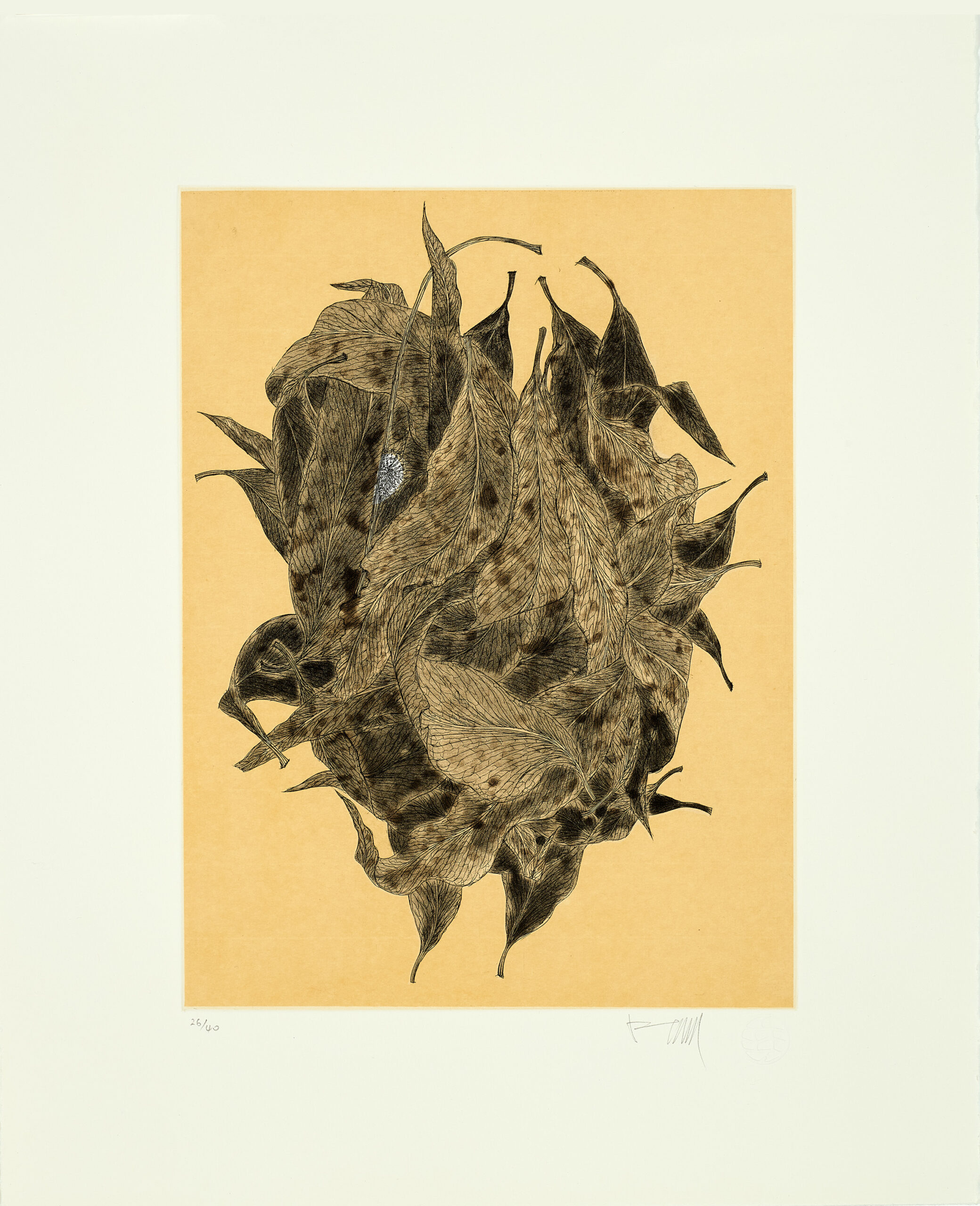 SUITE OF FIVE ETCHINGS