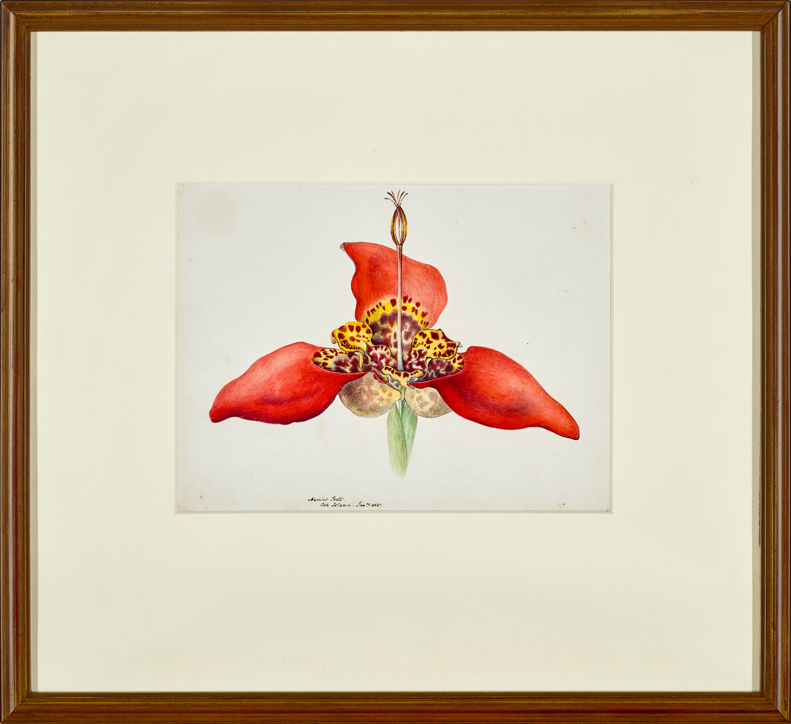 TIGRIDIA PAVONIA