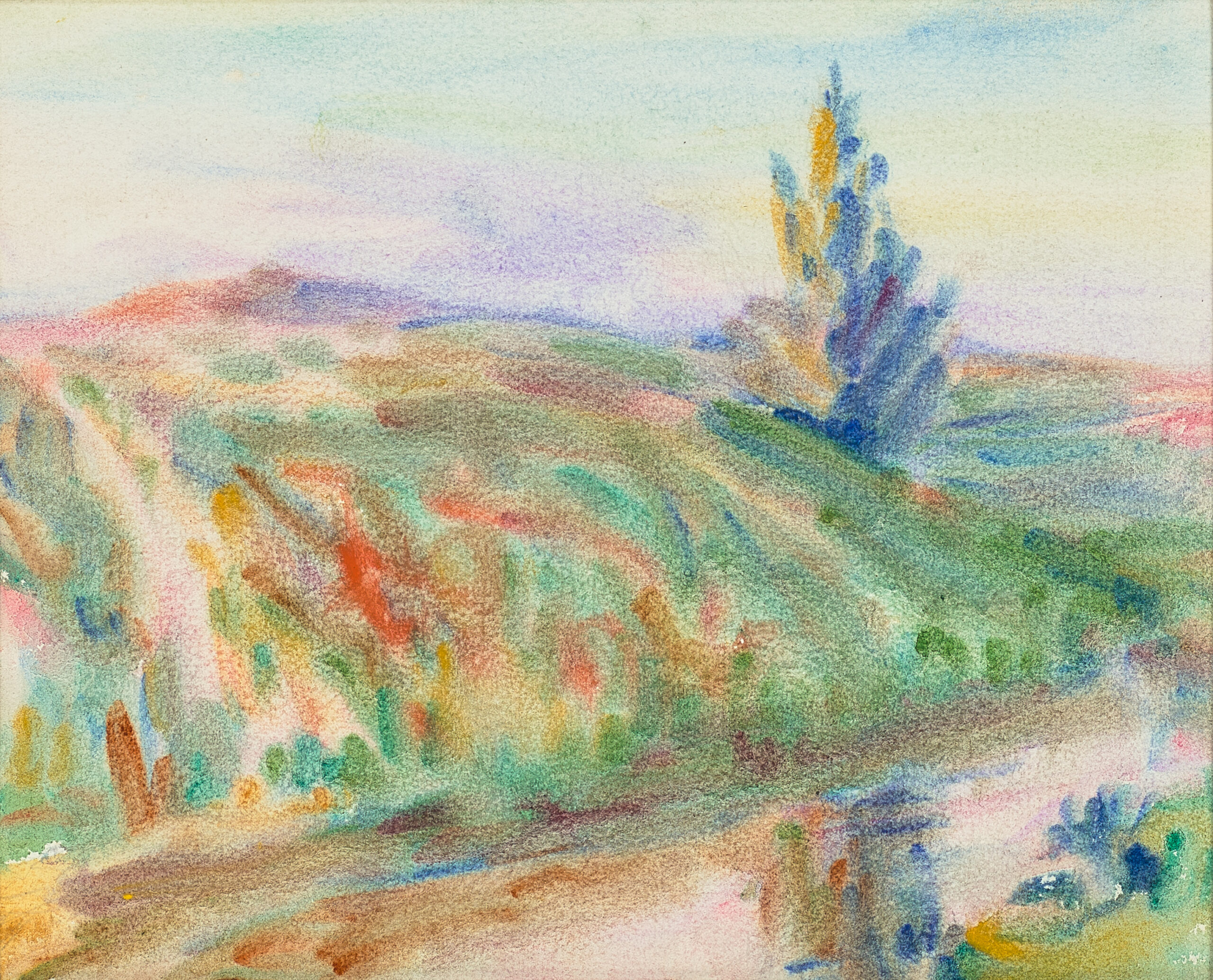 PINE TREE, BRIGHAM’S CREEK, NEW ZEALAND